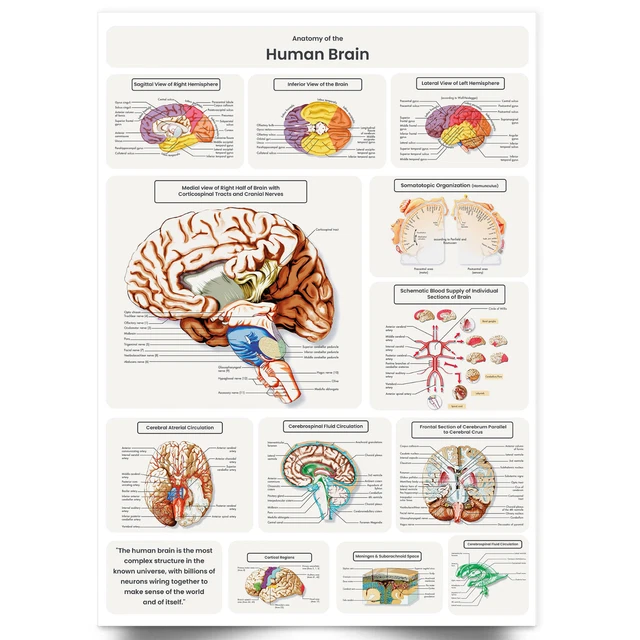HUMAN BRAIN ANATOMY Poster Medical Doctor Anatomical Educational Poster ...