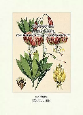 Türkenbund-Lilie Lilium Martagon Waldpflanze Liliengewächse Vilmorin A3 238