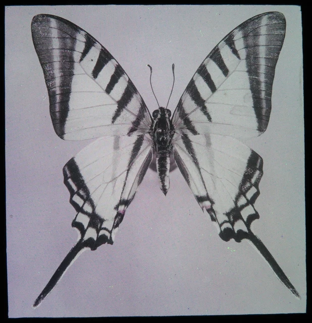 Antike magische Laterne Rutsche ~ Zebra Schwalbenschwanz Protesilaus Schmetterling