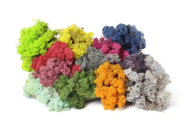 Decoración real musgo trenzas de reno modelismo musgo islandés colorido varios Colores y cantidades