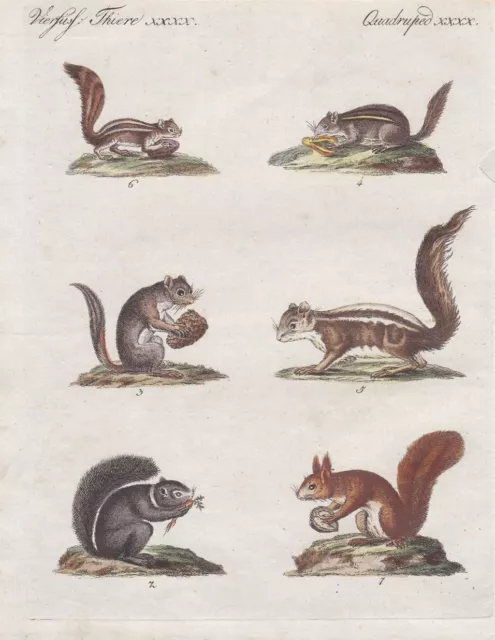 Eichhörnchen squirrel squirrels écureuils Tier Kupferstich Bertuch 1795