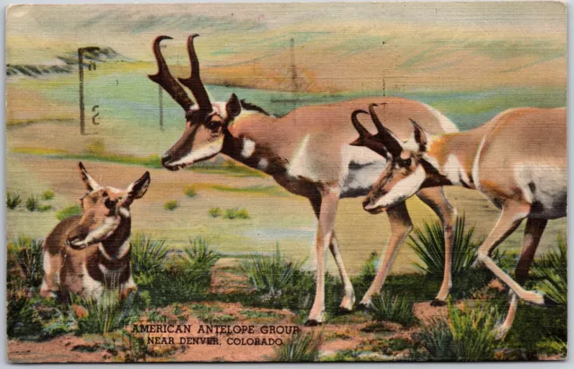 1951 American Antelope Group Near Denver Colorado CO Museum Posted Postcard
