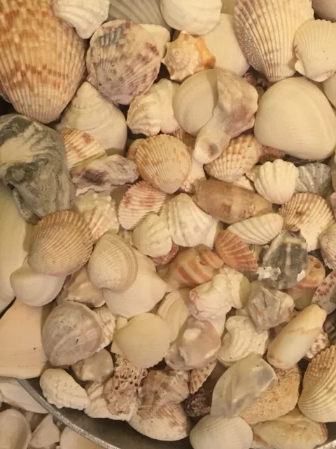 Assorded Florida Sea Shells 1 LB With A Few Extra