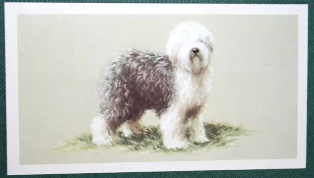 OLD ENGLISH SHEEPDOG   BOBTAIL  Illustrated Dog Card   CD29