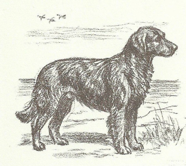 Flat Coated Retriever - CUSTOM MATTED - 1954 Vintage Dog Art Print - Megargee
