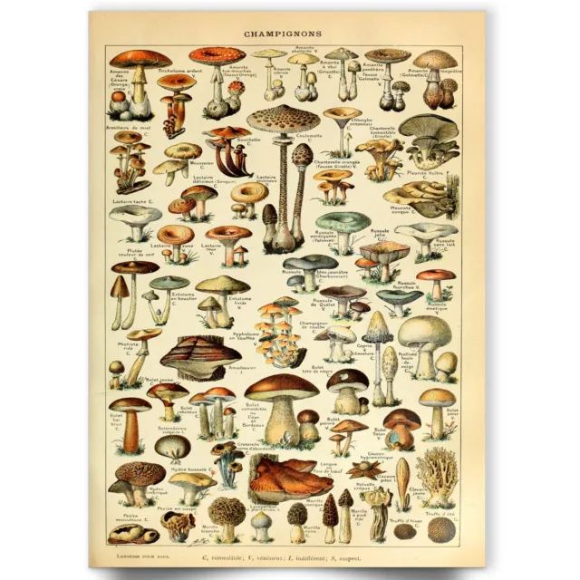 Vintage Adolphe Millot Mushroom Botanical Fungi Art Natural History Wall Poster