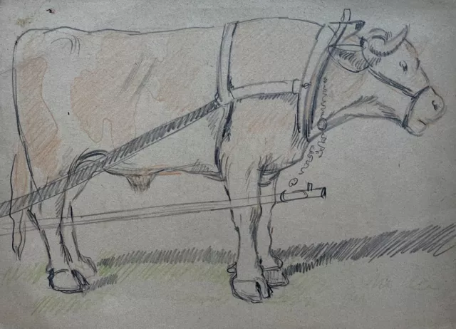 Dibujo #59 Animal Retrato Buey Vaca Vacuno Alfred Haag Esbozo