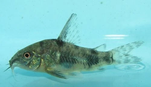 Peppered Corydoras Cory Catfish LIVE FISH Read Description