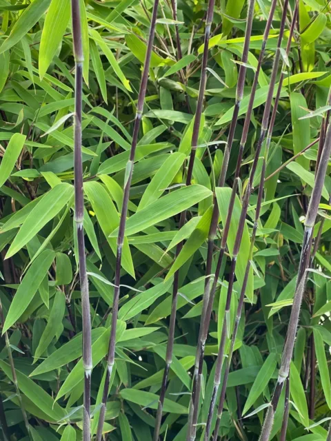 4 x Schwarzer Bambus - Fargesia nitida Black Pearl - ideal für Hecken und Kübel