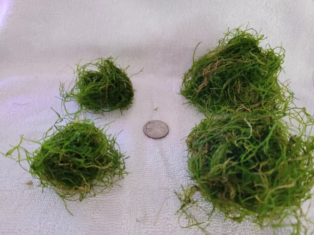 High Quality Java Moss (BUY 2 GET 1 FREE Combined Shipping) Tennisball Portion