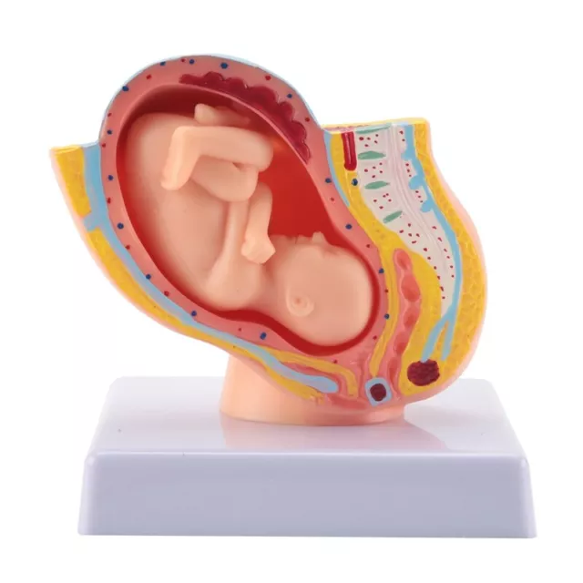 Menschliche Schwangerschaft FöTale Entwicklung 9.  Embryonales Beckenm8513