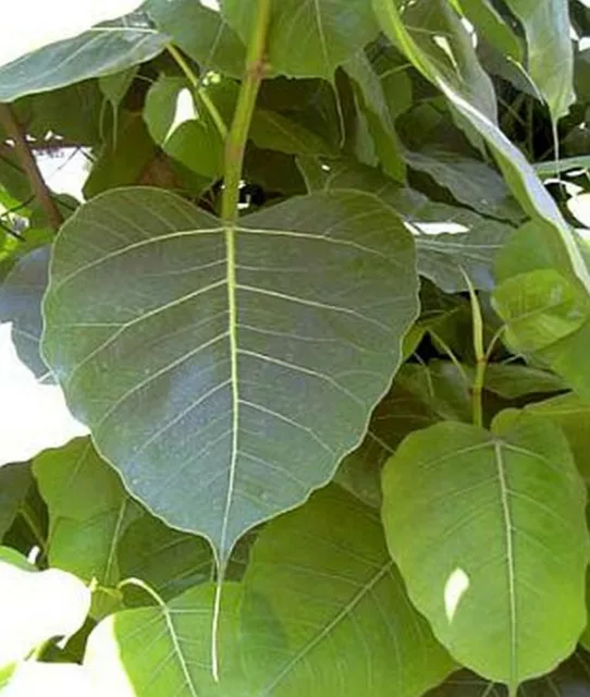 FICUS RELIGIOSA arbuste sacré des temples lot de 2 pieds