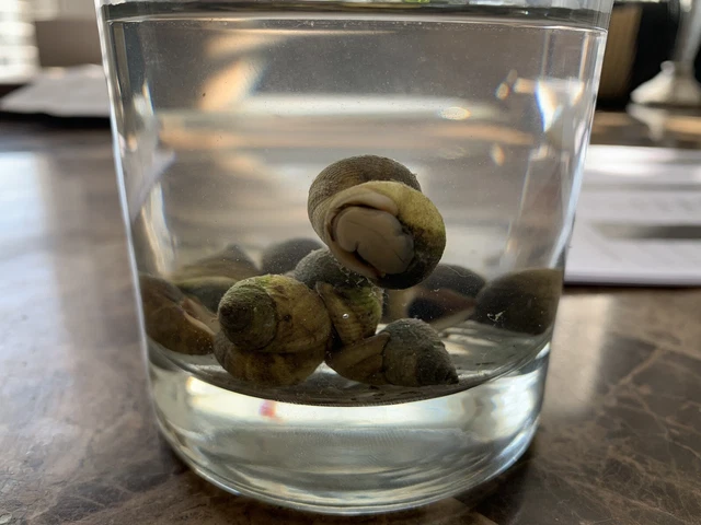 100 Live Saltwater Periwinkle Snail For Aquarium Fish Tank Filter Algae Detritus