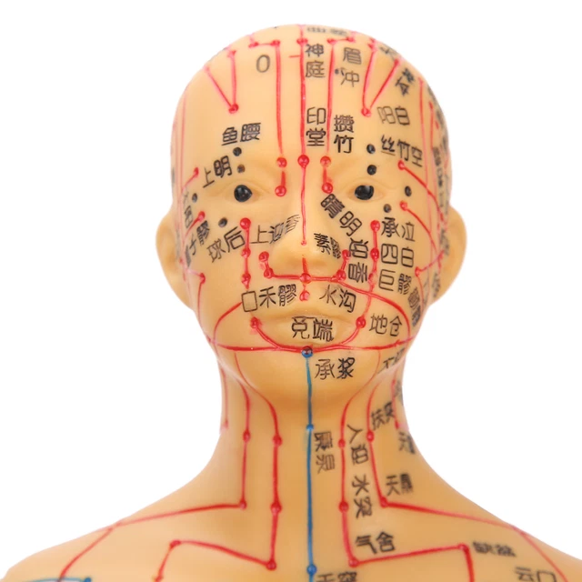50cm / 19.7in Brass Color Acupuncture Body Model Meridians Acupuncture Model FS1