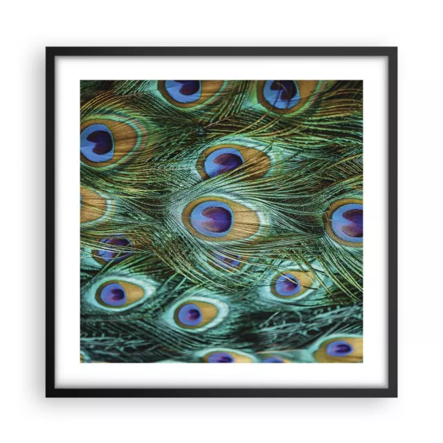 Cuadro Poster de Pared 50x50cm P�ster Marco Pavos Reales Pluma Macro Wall Art