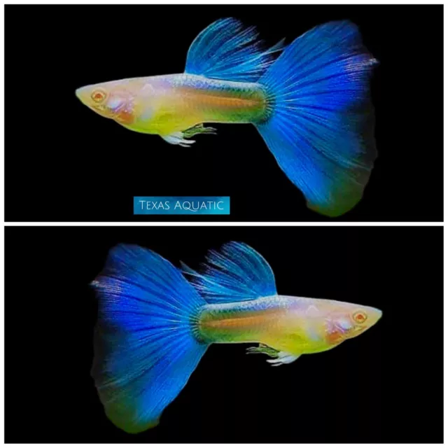 1 Trio-Live Aquarium Guppy Fish High Quality Albino Angle Blue Topaz  USA Seller