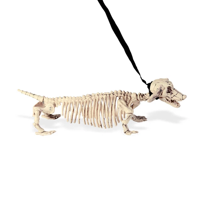 Scheletro cane con guinzaglio - 55 cm - costola per cani