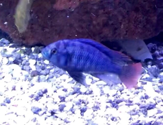 Rare Live Fish Adult Male Neochromis Rufocaudalis Victorian African Cichlid 