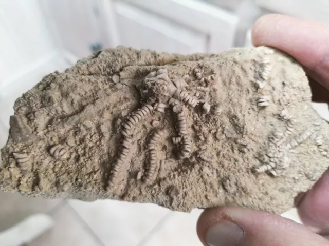 Crinoides Fossile