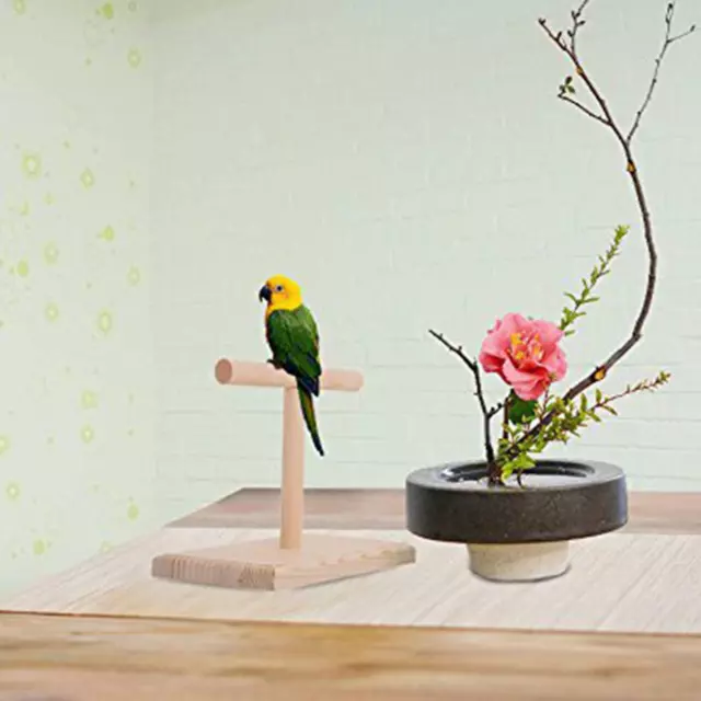 Tisch, Vogel, Barsch, Papagei, Training, Conures, Fink, T Ständer, stehend,