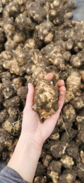 1kg Organic Jerusalem Artichoke, Large Tubers, Permaculture Plants, Superfood