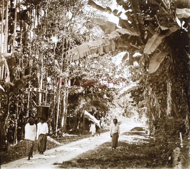 Sri Lanka Ceylon Bananenbaum Bananen c1900 Foto Platte De Verre Stereo Vintage