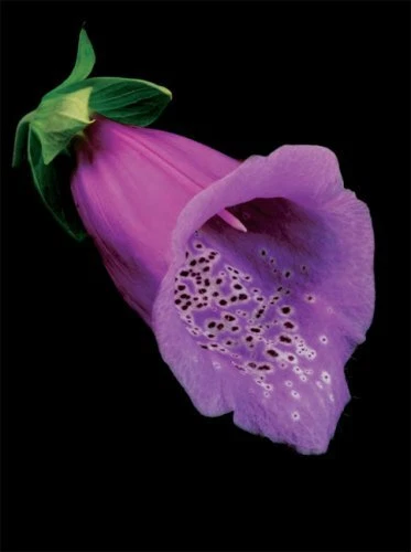 Botanica Magnifica Portraits of the World's Most Extraordinary Flowers and Pl... 9