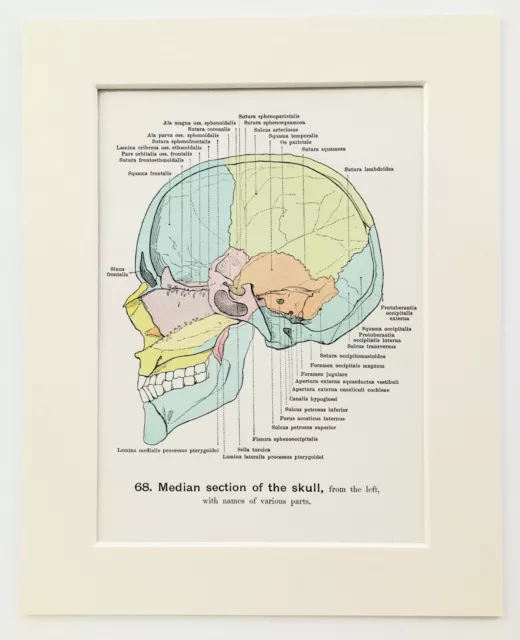 SKULL - HUMAN ANATOMY - 1930s Mounted Print