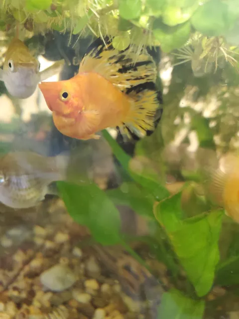 Molly Fish Balloon  Assorted (4x) - Live Aquarium Fish - USA Breeder / Seller