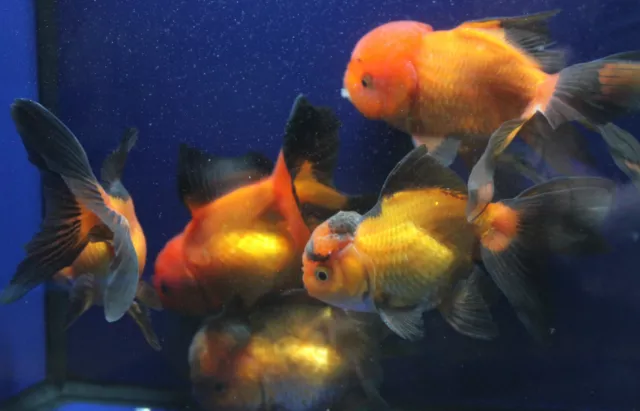 Live Red and Black Oranda Medium Goldfish for fish tank, koi pond or aquarium