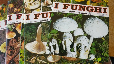 3x fungo schiusa 2x prosciutto +1x austernseitlinge fungo allevamento ad casa funghi allevamento 