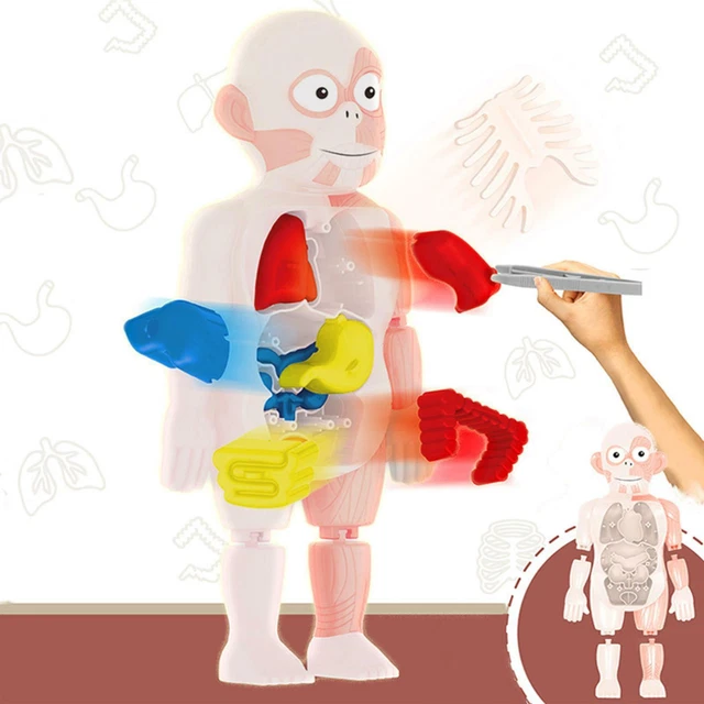 HUMAN BODY TORSO Anatomy Learning DIY Toys Laboratory Body Organ ...