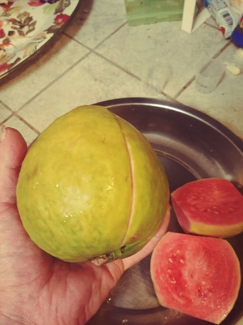 Pink Guavas (Ruby Supreme) Tropical Fruit Trees