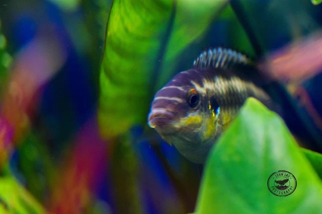 Pair Kribensis Cichlid LIVE FISH Pelvicachromis pulcher