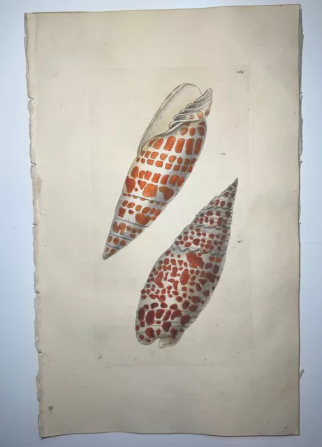 Voluta Seashell - 1783 RARE SHAW & NODDER Hand Colored Copper Engraving