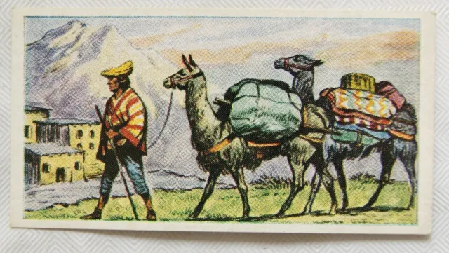 1961 Cooper's Tea card Transport through the ages No. 14 The Llama