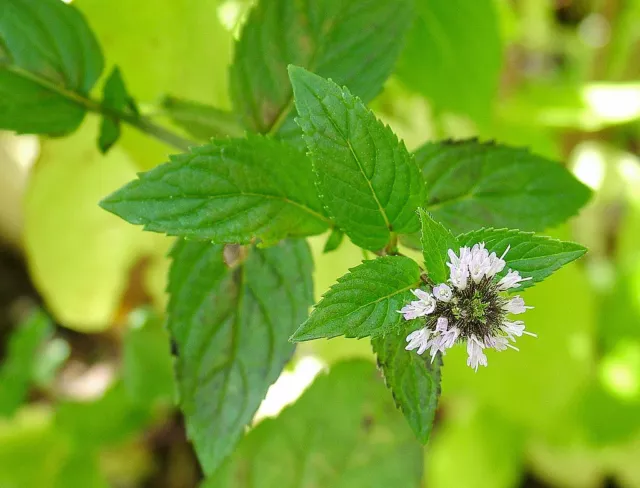 Huile essentielle Menthe Poivrée pure et naturelle