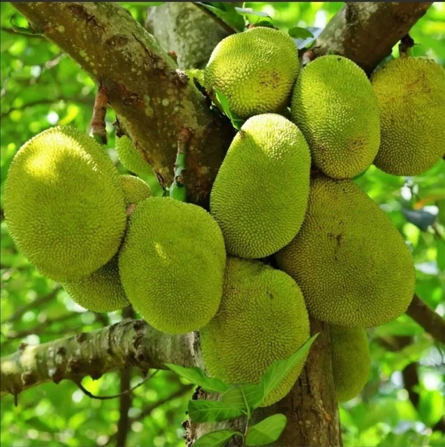 5 Dwarf Jackfruit Seeds Organic Planting Seeds Largest Fruit  | Tropical seeds