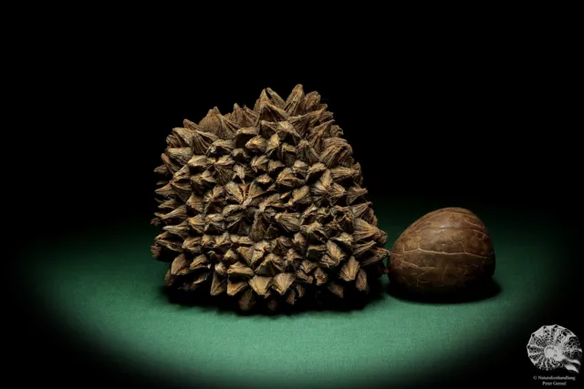 Phytelephas macrocarpa Sudamérica palma reciente frutos secos fruta seca decoración