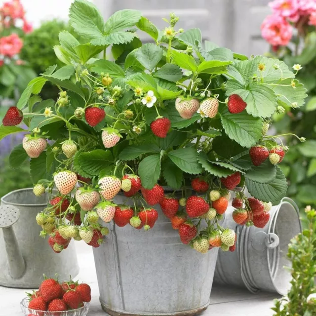 STRAWBERRY PLANT TRIO in 1.5L Pot - Contains White Variety - 3 Growing ...