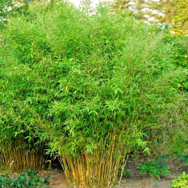 10 UMBRELLA BAMBOO SEEDS - Fargesia spathacea