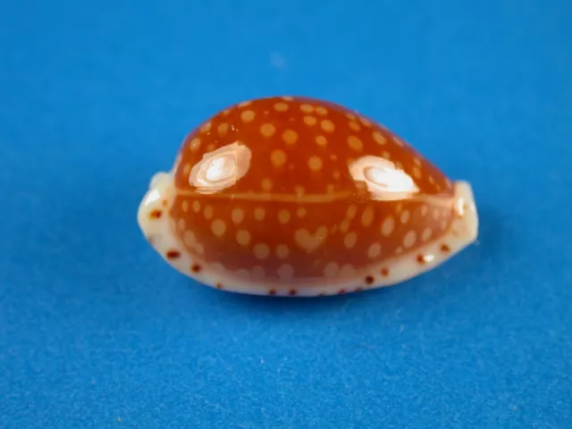 Cypraea fisheri, Excellent Dark Pattern, 15.1mm, Hawaii Shell