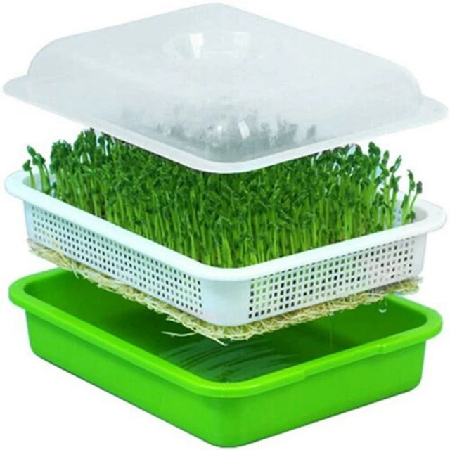 Commencez à cultiver vos propres pousses avec ce plateau de germination de gran