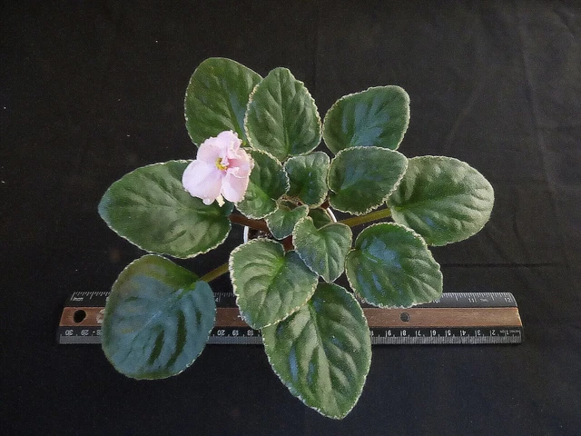 African Violet Plant "Cajun's Pink Negligee"