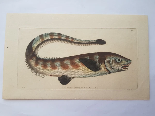 Gravure Ancienne 1783 Shaw & Nodder - Perruche à Tête Violette - Colorée à La Main - Rare
