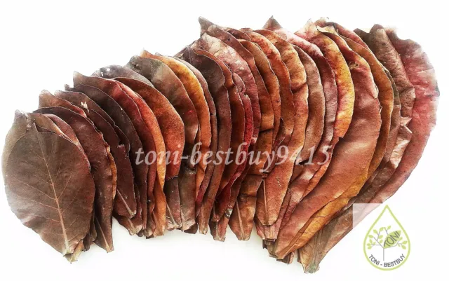 30pcsBest Indian Almond Catappa Ketapang Leaves Premium High Fish Tank Any Shape