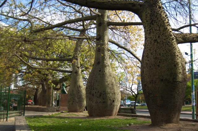 10 Semi Di Chorisia Speciosa Albero Bottiglia Falso Kapok Spedizione Gratuita "