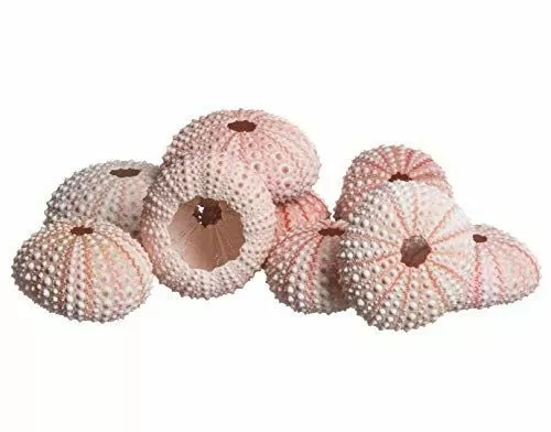 Sea Urchin | Pink Sea Urchin Shells 1"-2" | 10 Pack for Craft & Decor