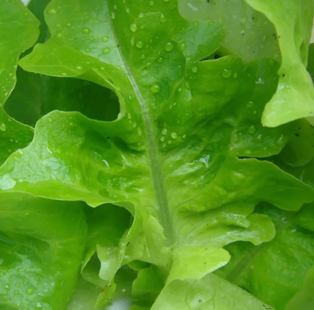 500 Graines salade Laitue à couper FEUILLE DE CHENE VERTE /BLONDE non traitées