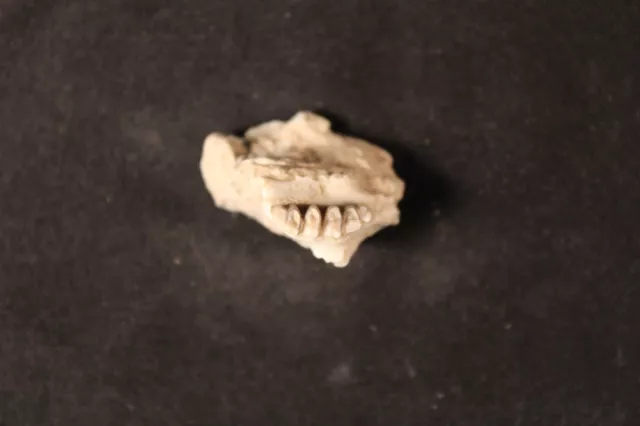 Oligocene White River fossil Rabbit jaw Paleolagus haydeni Wyoming